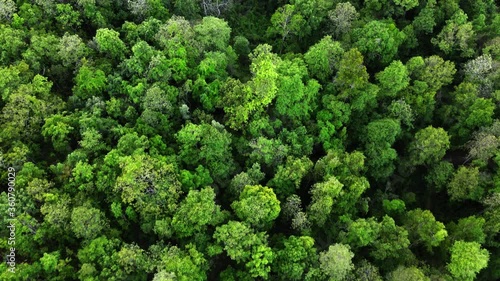 Aerial view of  dipterocarp forest, whose general characteristics are sparse forests Arid area Sandy loam, gravel or gravel photo