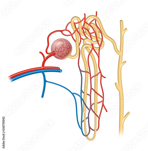 Structure of Nephron photo