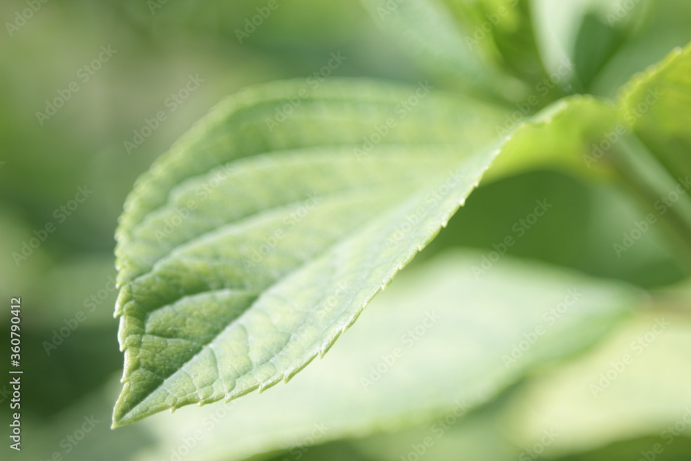 green leaves in natural lighting condition green leaves in natural lighting condition
