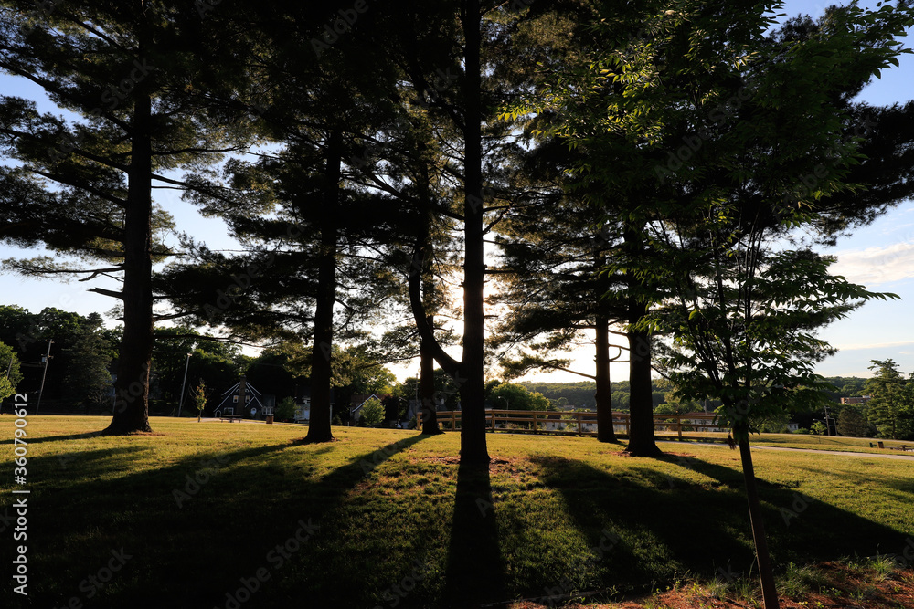 Obraz premium sunset and shadow of trees in the park in summer Michigan