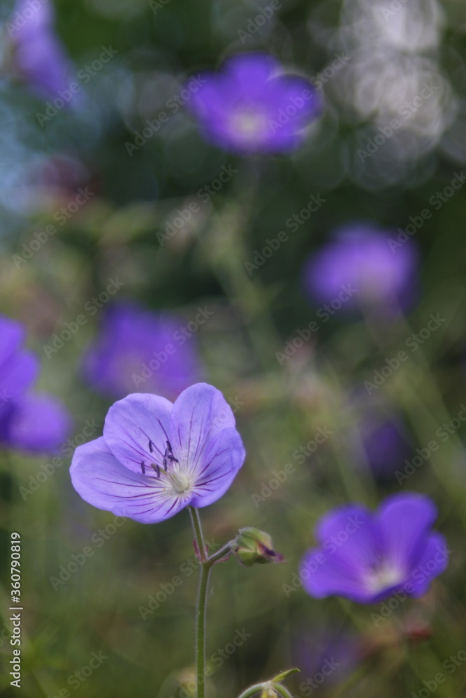 Purple flower Anemone in natural lighting condition Purple flower Anemone in natural lighting condition