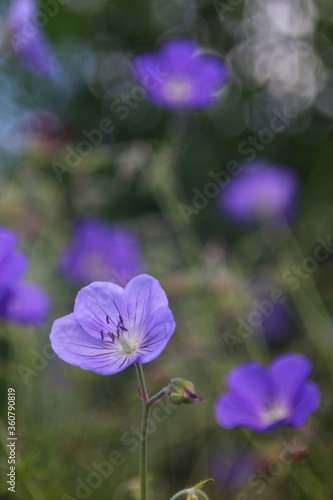 Purple flower Anemone in natural lighting condition