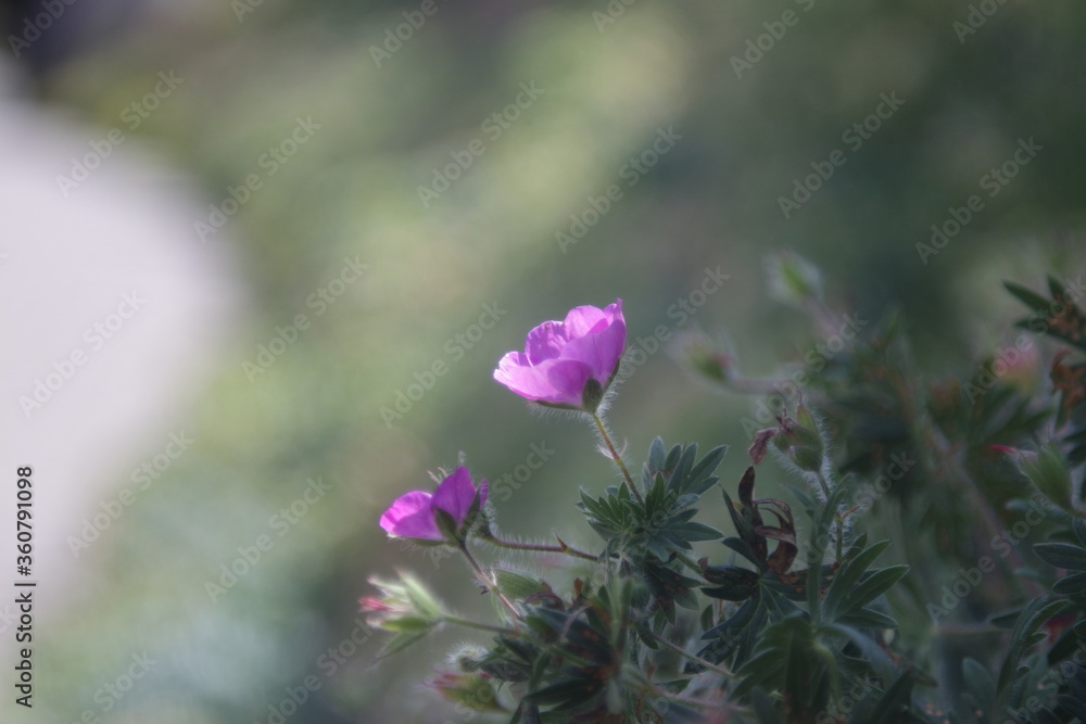 Obraz premium beautiful purple flower