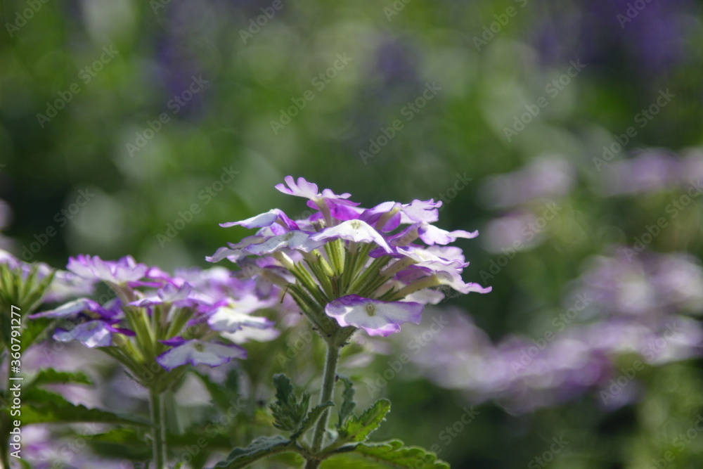beautiful purple and pink flowers beautiful purple and pink flowers