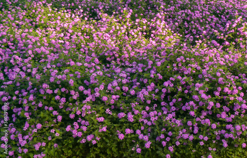field of flowers flor morado