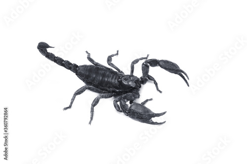 Emperor Scorpion,(Pandinus imperator) isolated on white background. Insect.poisonous sting at the end of its jointed tail, which it can hold curved over the back.