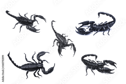 Emperor Scorpion,(Pandinus imperator) isolated on white background. Insect.poisonous sting at the end of its jointed tail