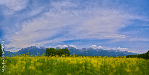 panoramic landscape  large yellow field and high mountains on the horizon  the concept of calm  meditation  travel and unity with nature