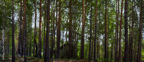 panoramic landscape in the forest. the concept of unity with the nature of meditation and tranquility.