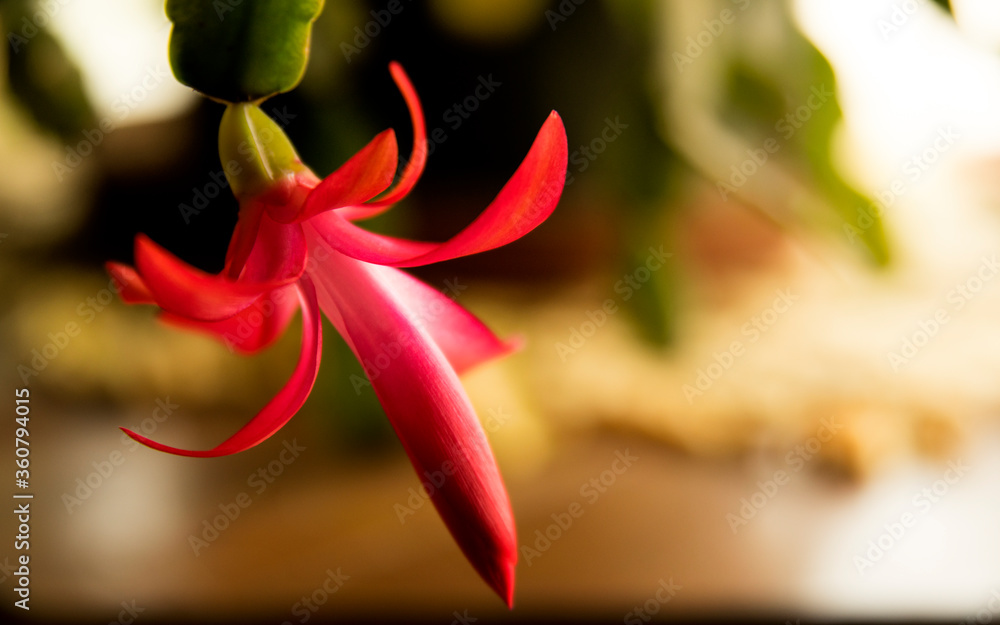 An isolated bright pink Christmas cactus An isolated bright pink Christmas cactus
