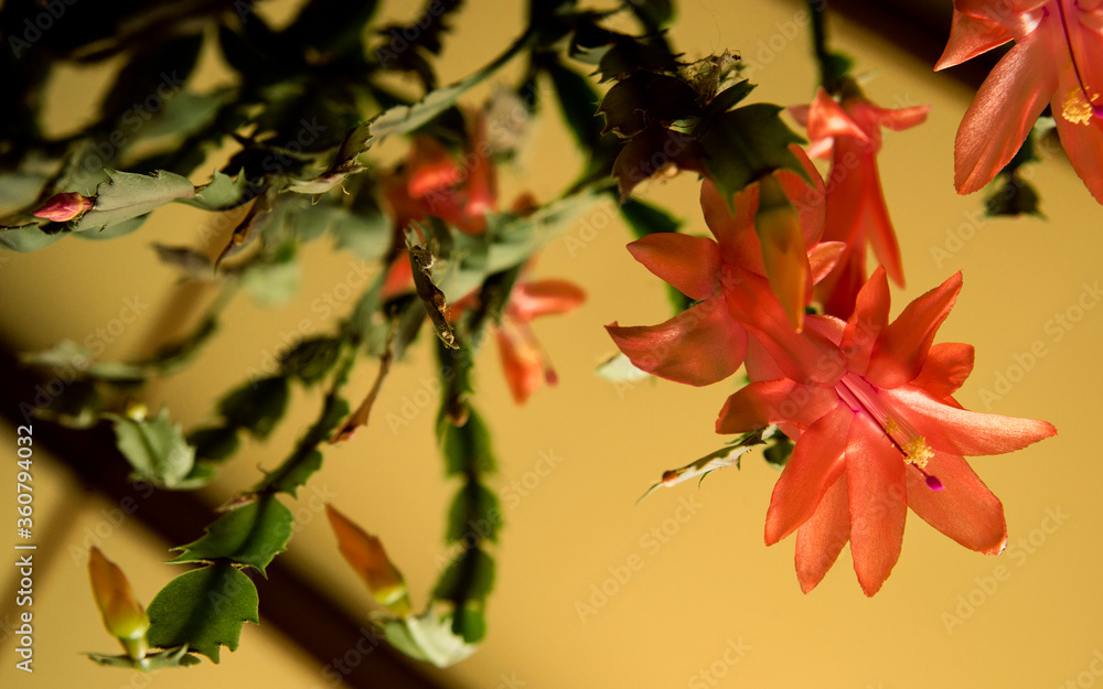 Fototapeta premium Soft pink blooming Christmas Cactus