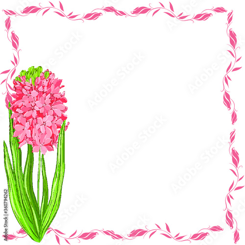 photo frame with hyacinth pink