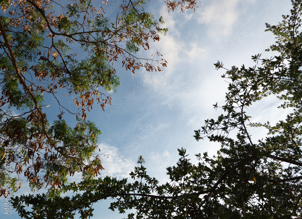 Tree brunches under sky with clouds Tree brunches under sky with clouds