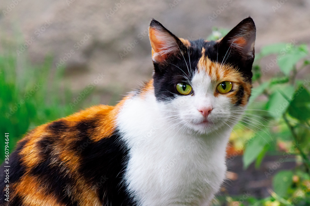 Fototapeta premium curious calico cat walking outside. predator in the autumn garden