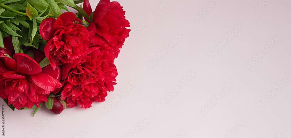 Beautiful magenta peonies on pink background with copy space for your text. Flat lay composition. Beautiful magenta peonies on pink background with copy space for your text. Flat lay composition.