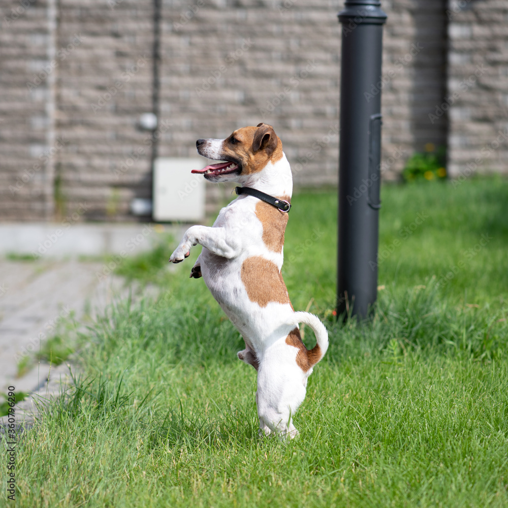 Jack Russell Terrier stands on its hind legs and looks away. A dog with its tongue sticking out stands on the grass. The puppy fulfills the command to serve, obedience. Doggie wants to play