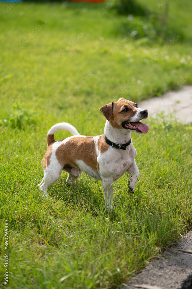 Jack Russell Terrier stands on the lawn and looks away. A cheerful energetic dog is watching. The puppy stuck his tongue out. Doggie is hot.