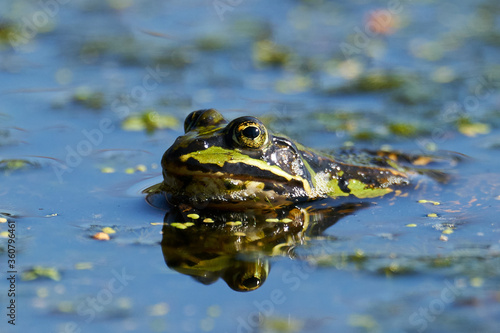 Common water frog (Pelophylax esculentus)