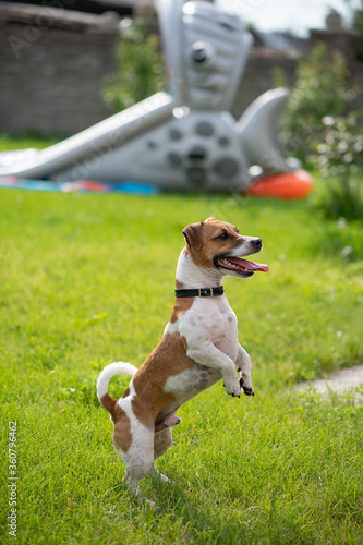 Jack Russell Terrier stands on its hind legs and looks away. A dog with its tongue sticking out stands on the grass. The puppy fulfills the command to serve, obedience. Doggie wants to play