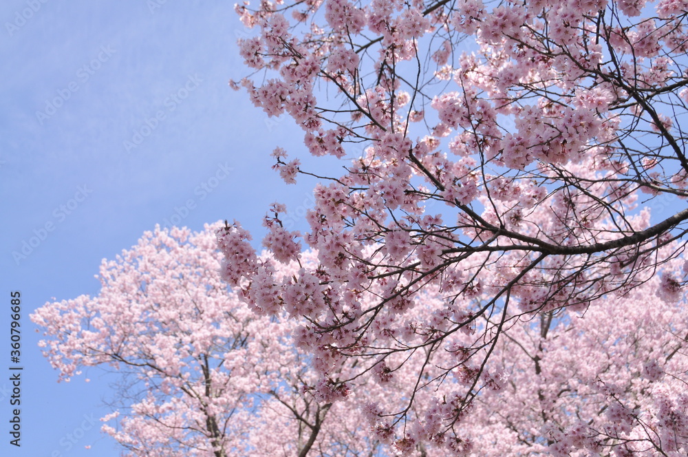 高遠城址公園・桜
