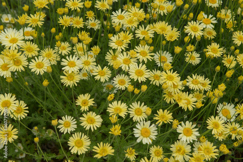 Photography Summer Flowering Pale Lemon Daisies of Dyer's Chamomile Plant (Anthemis tinctoria 'E