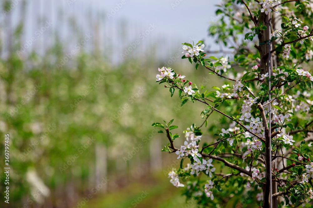 Branches of blooming apple tree in garden, on blurred background Branches of blooming apple tree in garden, on blurred background