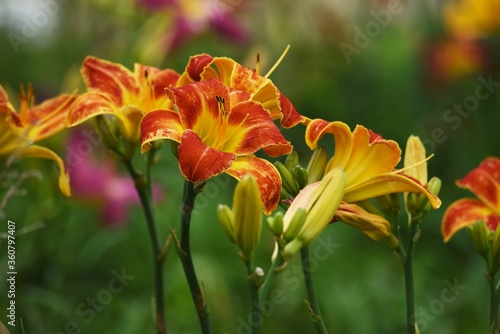 Hemerocallis is a lilyaceae perennial plant that blooms in the summer with beautiful colorful flowers and is a day flower called Day Lily.