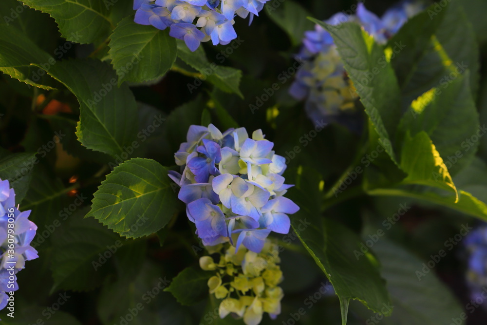 青色のアジサイの花 青色のアジサイの花