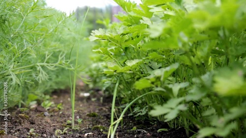 beautiful green dill and parsley grows in the beds photo