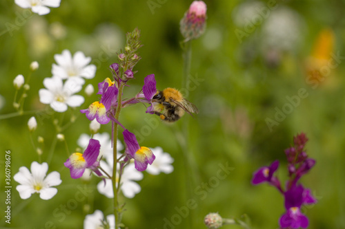 Hummel in Wildblumenwiese