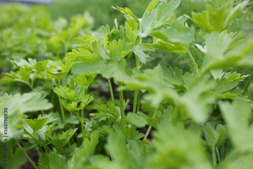 beautiful green dill and parsley grows in the beds beautiful green dill and parsley grows in the beds
