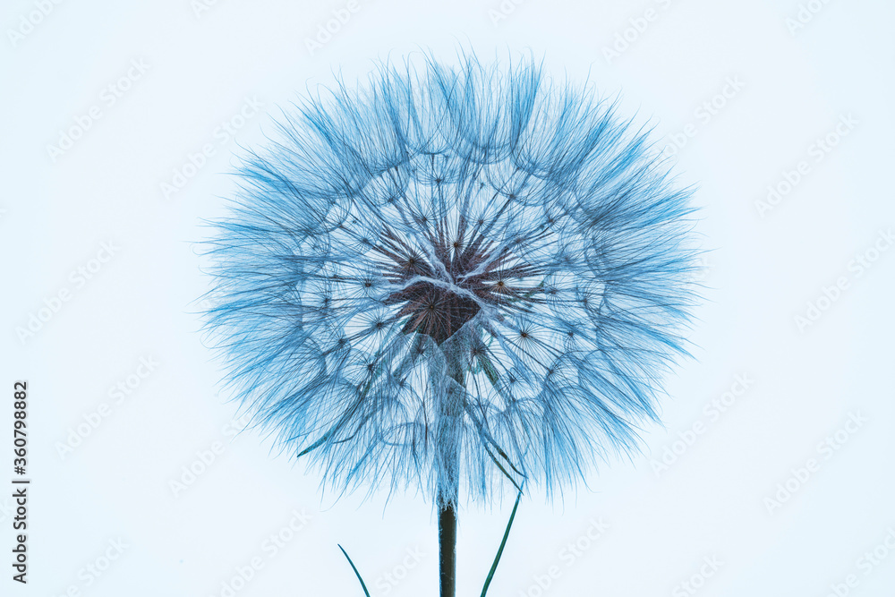 custom made wallpaper toronto digitalTarassaco