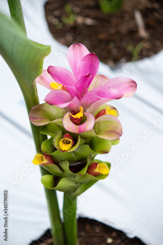 ガジュツ 我朮 英名 Zedoary 学名 Curcuma Zedoaria 別名 紫ウコン ショウガ科ウコン属の1種の多年草 7月撮影 日本 Stock Photo Adobe Stock