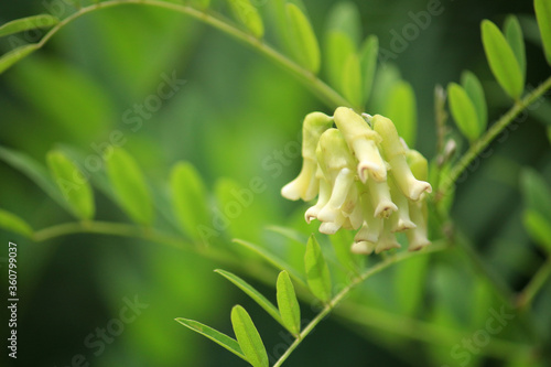 クララ 眩草 苦参 学名 Sophora Flavescens の花が咲いた 生薬原料 根が漢方原料として使用される 日本 6月撮影 Foto De Stock Adobe Stock
