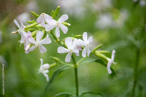 サボンソウ、学名：Saponaria officinalis L.、別名シャボンソウ、セッケンソウ(石鹸草)（英名は、Common Soapwort、Bouncing Betで、別名にも洗い張り屋の草（fullers herb）、泡の出る根（latherwort）、カラスの石鹸（crow soap）、石鹸の根（soap root））