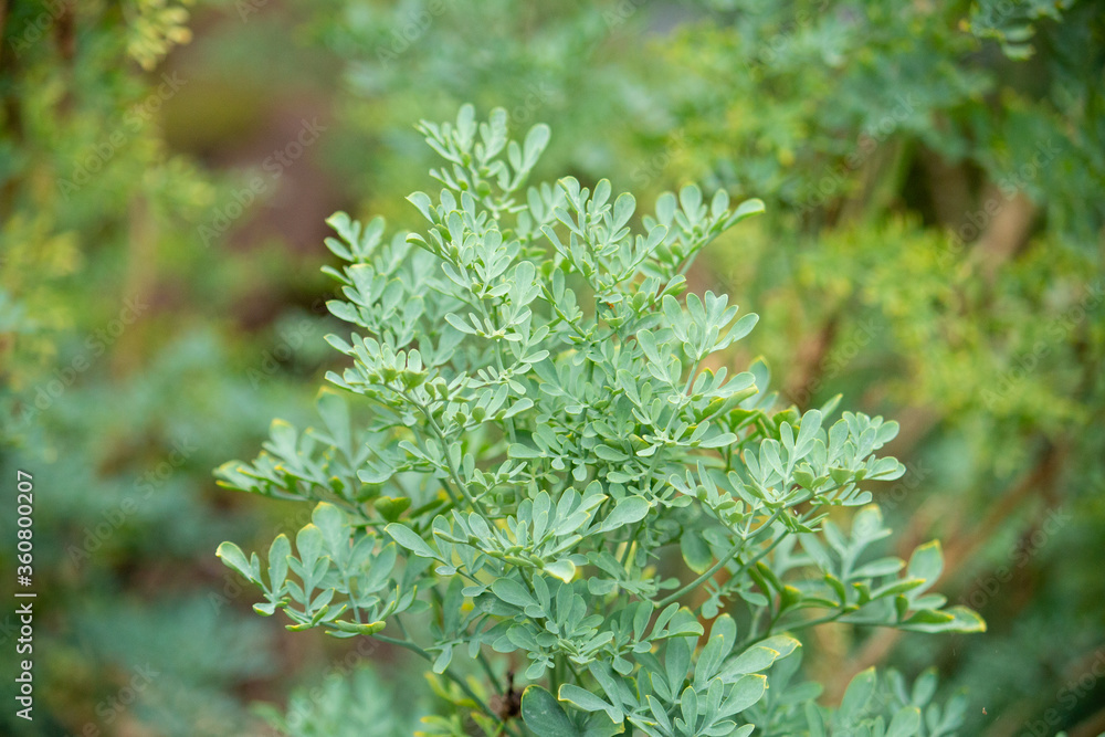 ヘンルーダの葉　学名：Ruta graveolens　生薬名：芸香（ウンコウ）、全草が利用できる。日本の東京で撮影