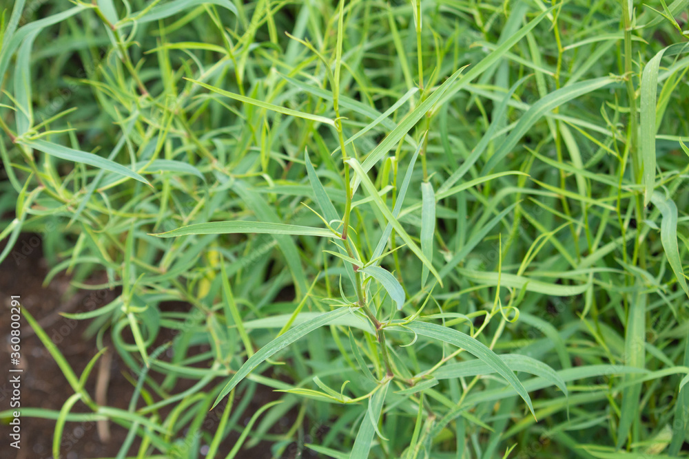 ミシマサイコ(三島柴胡、Bupleurum scorzonerifolium)、漢方薬原料、大柴胡湯などに含まれる、(6月、日本で撮影) ミシマサイコ(三島柴胡、Bupleurum scorzonerifolium)、漢方薬原料、大柴胡湯などに含まれる、(6月、日本で撮影)