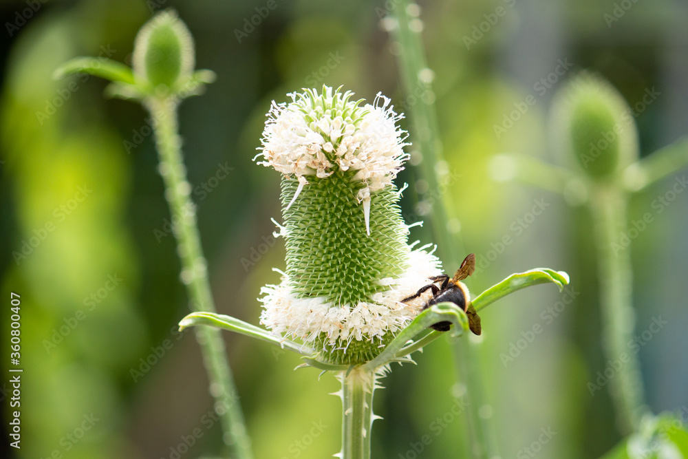 羅紗掻草（らしゃかきぐさ、ラシャカキグサ）別名：オニナベナ（鬼鍋菜）学名：Dipsacus sativus