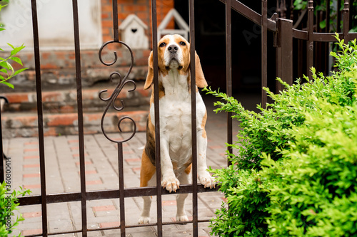 dog breeds Beagle the iron gate in the garden of a country house.  photo