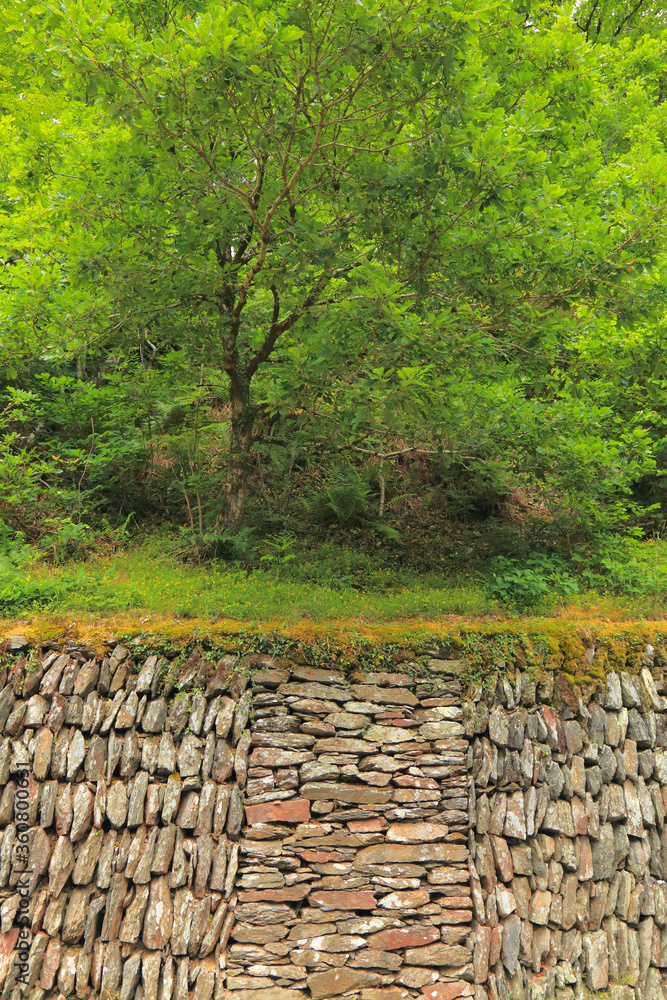 Detail of dry stone wall in Exmoor National Park, England