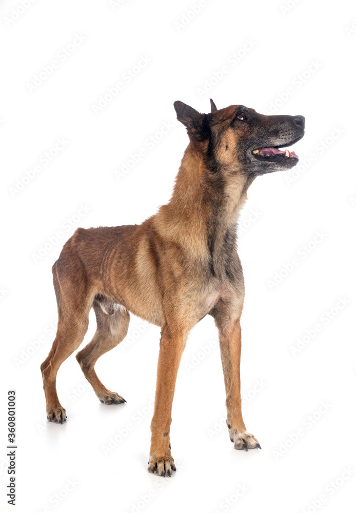 malinois in studio malinois in studio