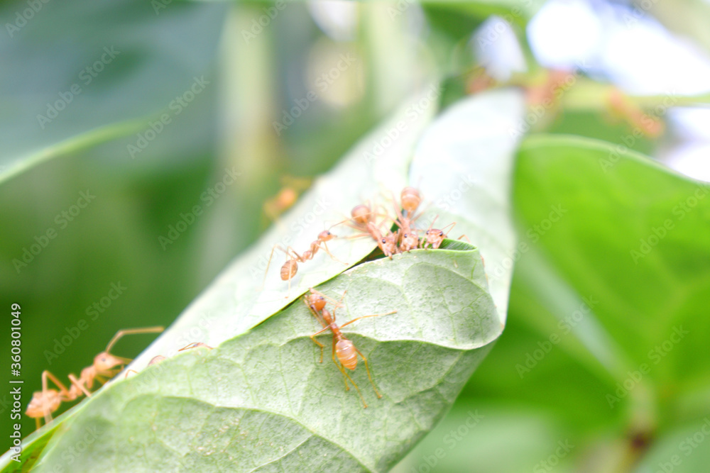 Ant worker are building nest on green leaf with nature blurred background Ant worker are building nest on green leaf with nature blurred background