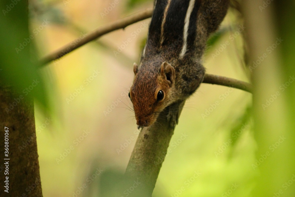 squirrel sitting on a branch