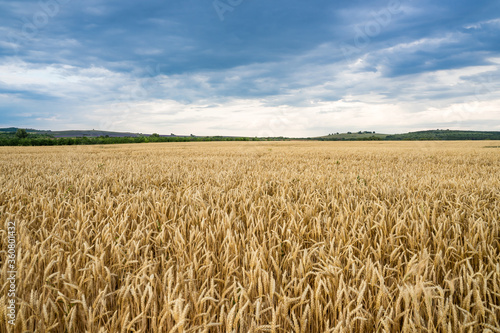 Golden wheat field under blue sky