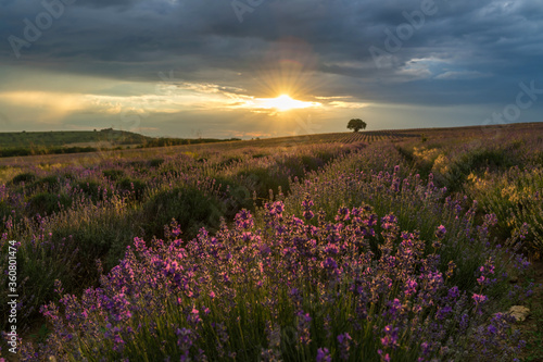 Sunset over a summer lavender field  looks like in Provence  France. Lavender field. Beautiful image of lavender field over summer sunset landscape.
