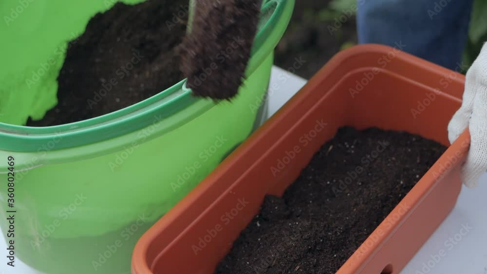 A woman's hand planting rucola seeds in pots with soil A woman's hand planting rucola seeds in pots with soil