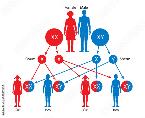 Photography Sex Determination in Humans. Gender determination