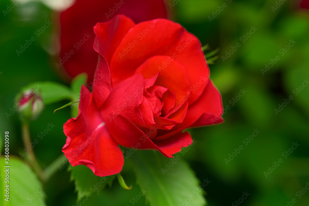 A red rose in the garden. Close-up