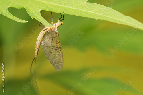 Macro photo. The common mayfly insect warms itself on a green leaf.