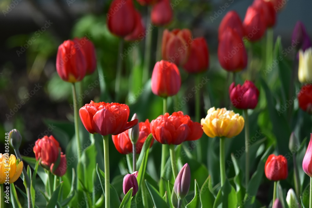 Fototapeta premium red tulips in the garden